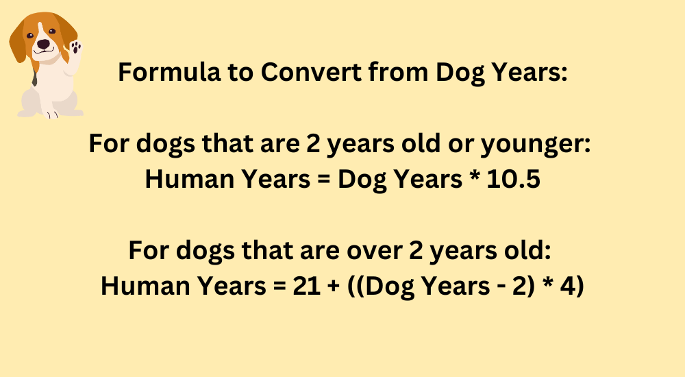 Dog years to human years shops calculator